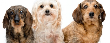 Studioportret van honden: twee teckels en een Maltezer leeuwtje | Huisdieren fotograaf