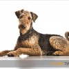 Hond in studio | Airedale terrier | portret van huisdier